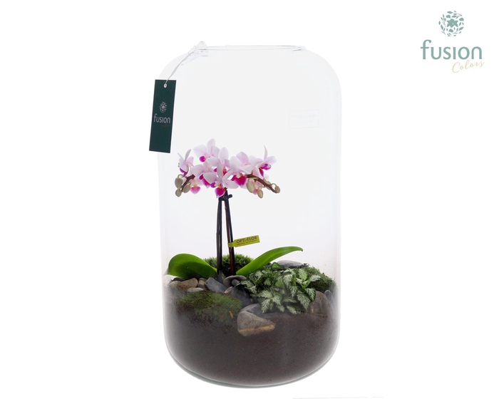 <h4>Green Bottle Isabella XXLarge met Phalaenopsis arrangement 24 uur levertijd</h4>