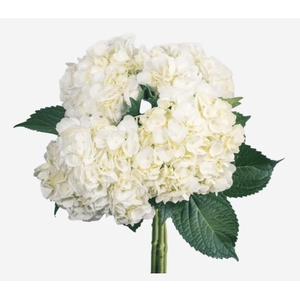 HYDR PREMIUM WHITE