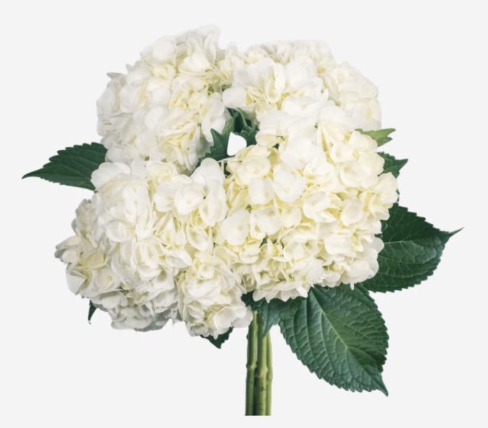 <h4>HYDR PREMIUM WHITE</h4>