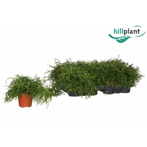 RHIPSALIS BA OASIS