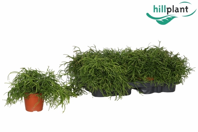 <h4>RHIPSALIS BA OASIS</h4>