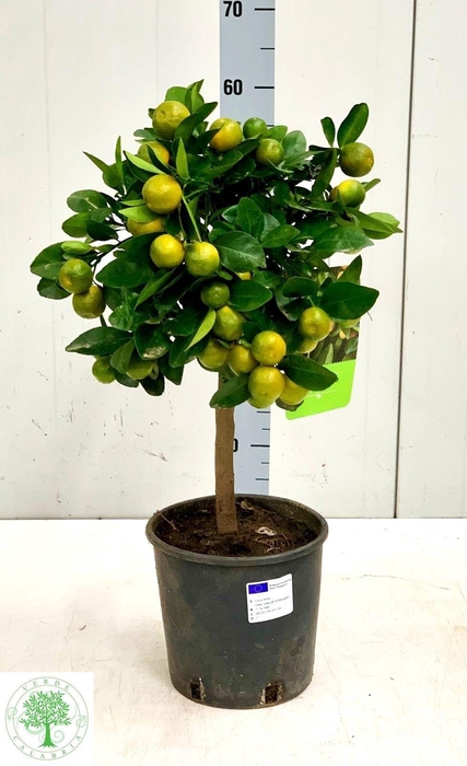 <h4>CITR MARGARITA</h4>