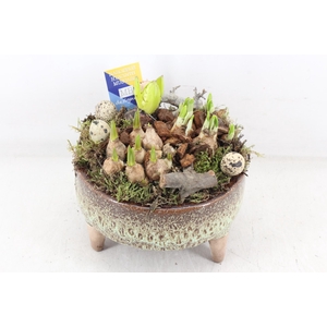 arr4 Bollenmix MB - Ker. schaal pootjes x5