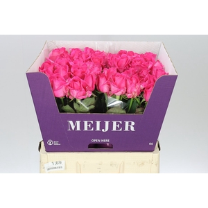 Rosa Gr Purple Star
