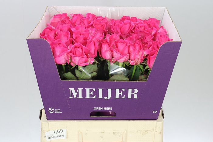 <h4>Rosa Gr Purple Star</h4>