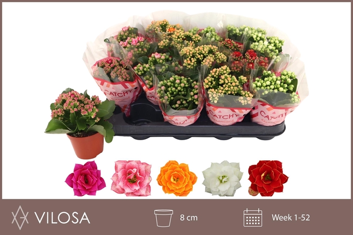<h4>KAL GE GEM 5 KL</h4>