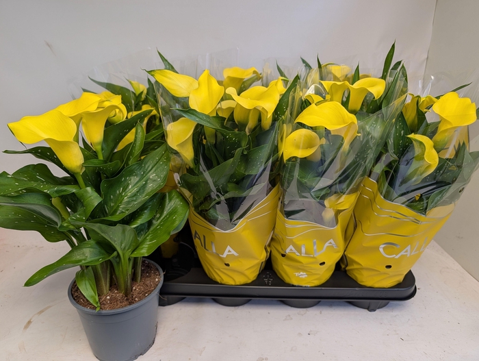 <h4>ZANT SUNCLUB</h4>