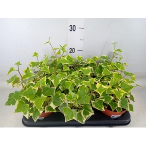 Senecio macro. 'Variegatus'