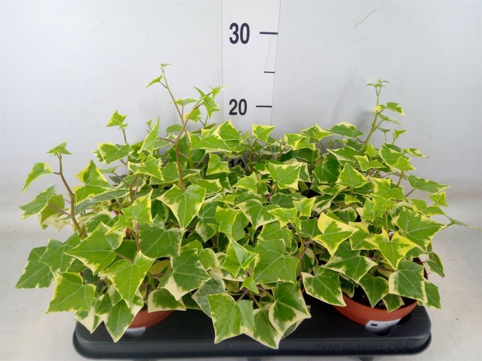 <h4>Senecio macro. 'Variegatus'</h4>