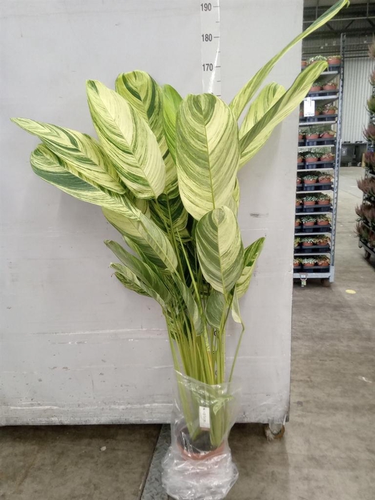 <h4>Planten Groen ...L%</h4>