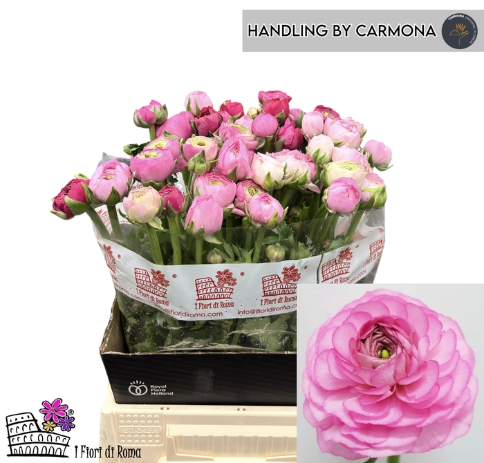 <h4>RAN EL PINK</h4>