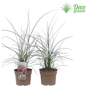 Miscanthus sinensis 'Red Cloud'®