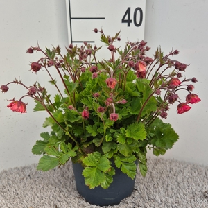 Geum Pink Petticoats P19