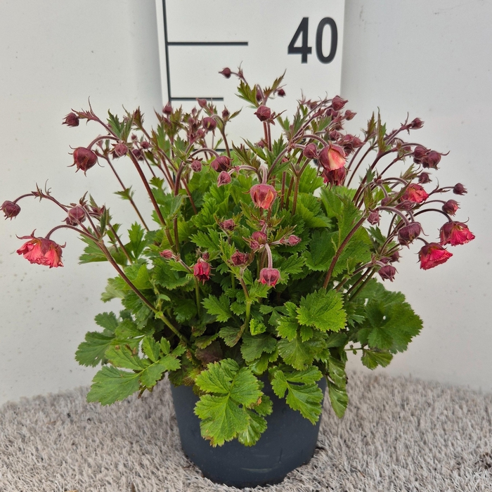 <h4>Geum Pink Petticoats P19</h4>