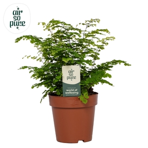 Adiantum raddi. 'Fritz-Luthi'