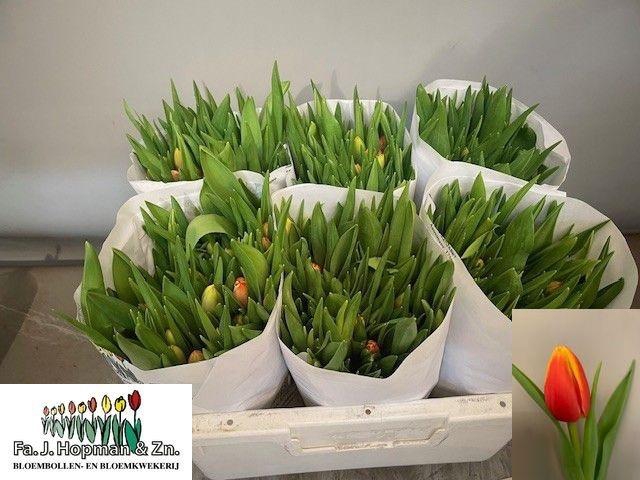 <h4>TU EN JAN SEIGNETTE</h4>