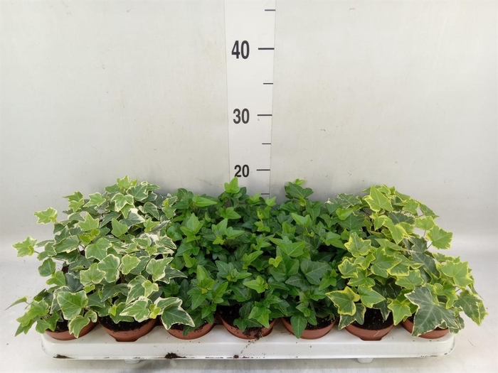 <h4>Hedera   ...mix</h4>