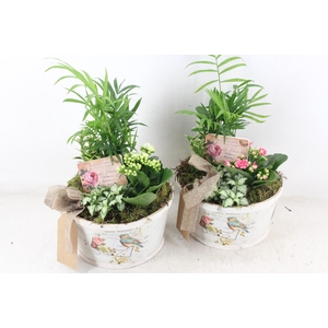 arr2 TD - Schaal rond bird - roze/wit