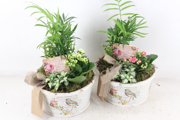 <h4>arr2 TD - Schaal rond bird - roze/wit</h4>