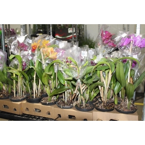 ORQ. CATTLEYA P15 MIN 3 FLS