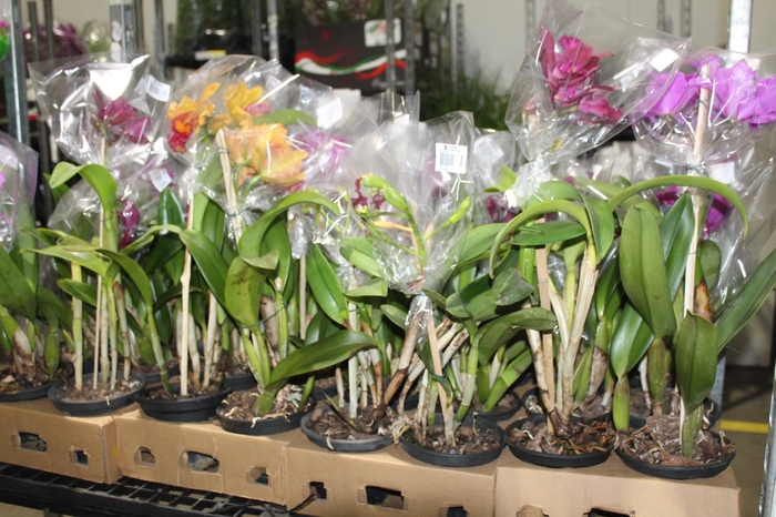 <h4>ORQ. CATTLEYA P15 MIN 3 FLS</h4>