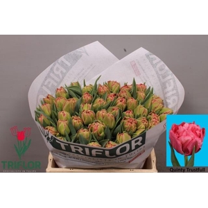 TU DU QUIN TRUSTFULL