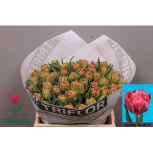 TU DU QUIN TRUSTFULL