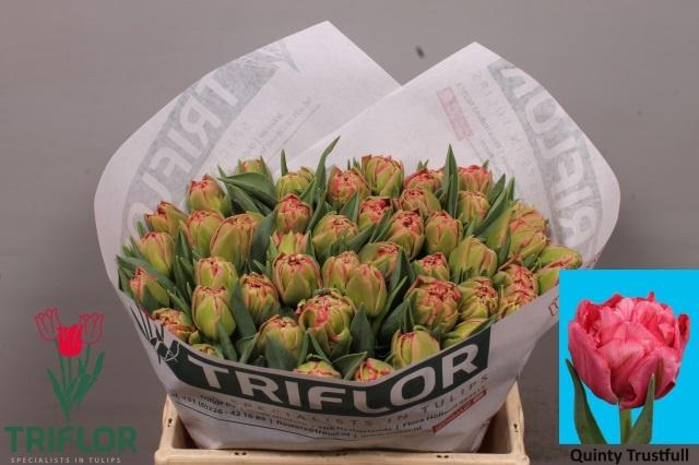 <h4>TU DU QUIN TRUSTFULL</h4>