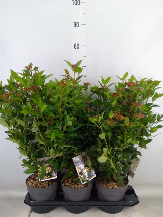 <h4>Viburnum tinus 'Spirit'</h4>