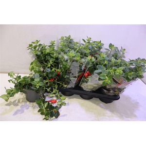 arr8 Columnea Arguta