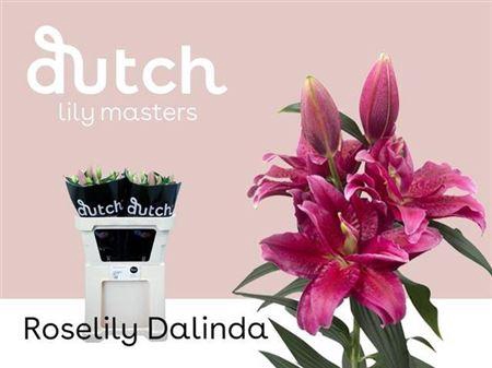 <h4>Li Or Du Rl Dalinda</h4>