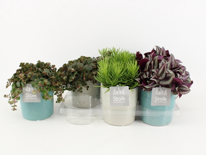 Ov Kamerplanten Gemengd Keramiek Tess