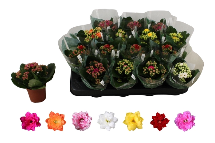 <h4>KAL GE RO GEM 6 KL</h4>