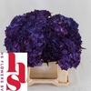 Hydrangea my mon amour purple