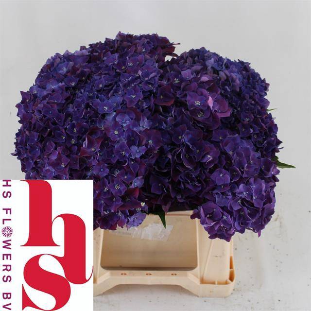 Hydrangea my mon amour purple