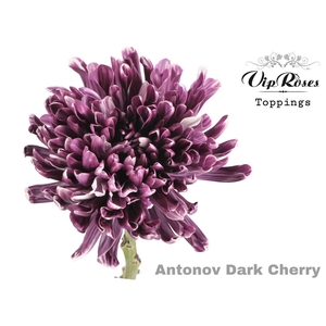 Vip. Chr G Antonov Dark Cherry