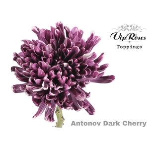 Chr G Antonov Dark Cherry