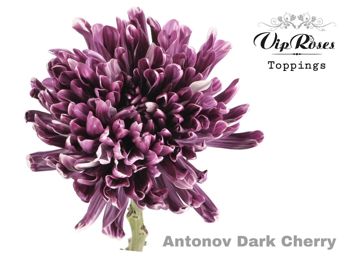 <h4>Vip. Chr G Antonov Dark Cherry</h4>