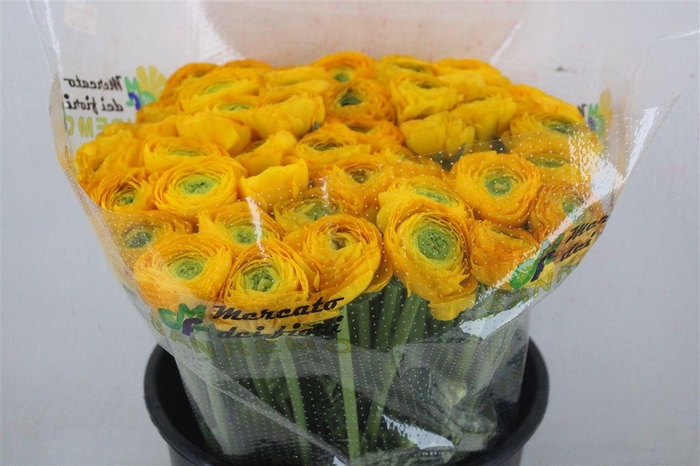 <h4>Ran Cloni Sup Solaris</h4>