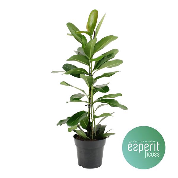 <h4>Ficus microcarpa Smile®</h4>