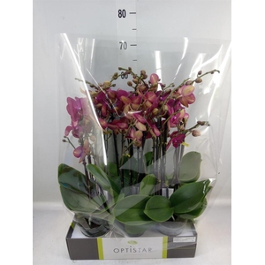 Phalaenopsis   ...red