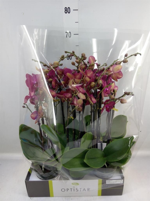 <h4>Phalaenopsis   ...red</h4>
