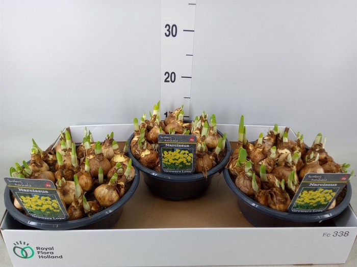 <h4>Narcissus ...</h4>