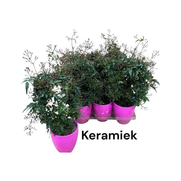 <h4>JASM POLYANTHUM RZ</h4>