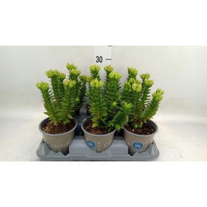 Crassula coccinea