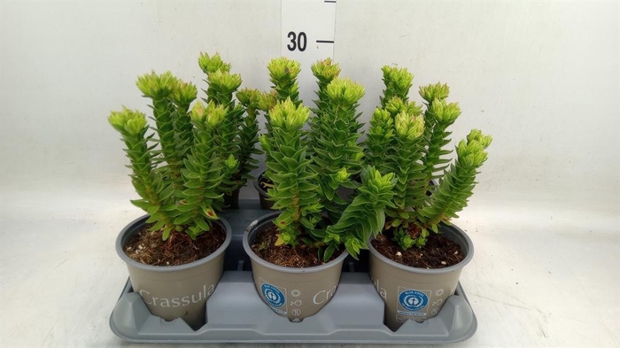 <h4>Crassula coccinea</h4>