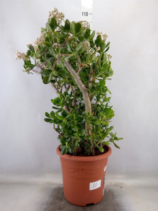 <h4>Crassula ovata</h4>