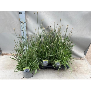 Catan Caerulea