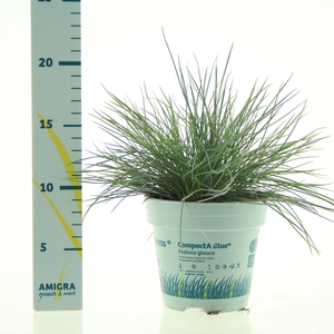 Festuca glauca Compacta Blue