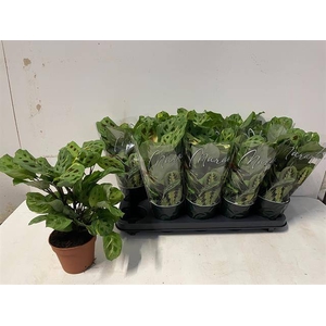 Marantha leuconeura Fiesta 12Ø 35cm